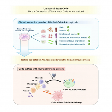 This diagram highlights the clinical translation promise of the SafeCell AlloAccept cells, and related experimental results.
 